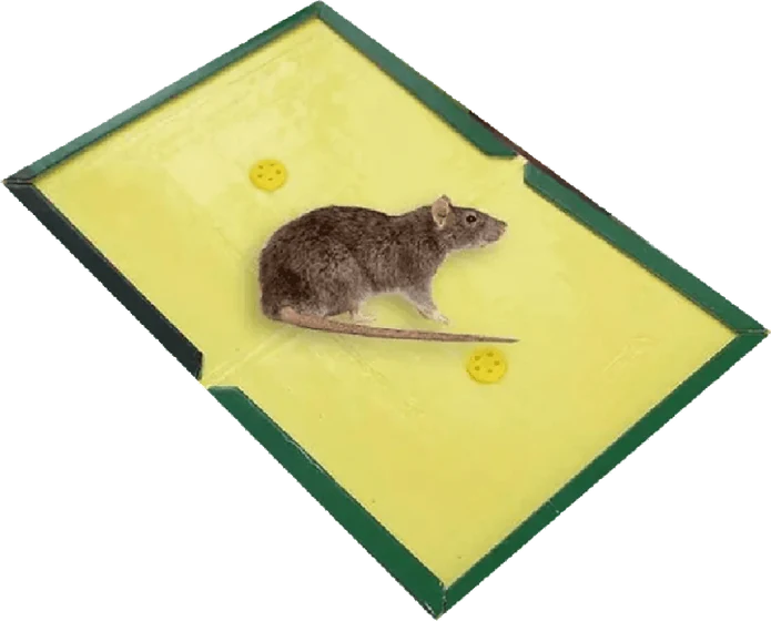 Rat Glue Sheet, front of pack
